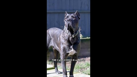 Cane corso dog breed