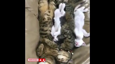 cute cat videos 😹 funny videos 😂1557