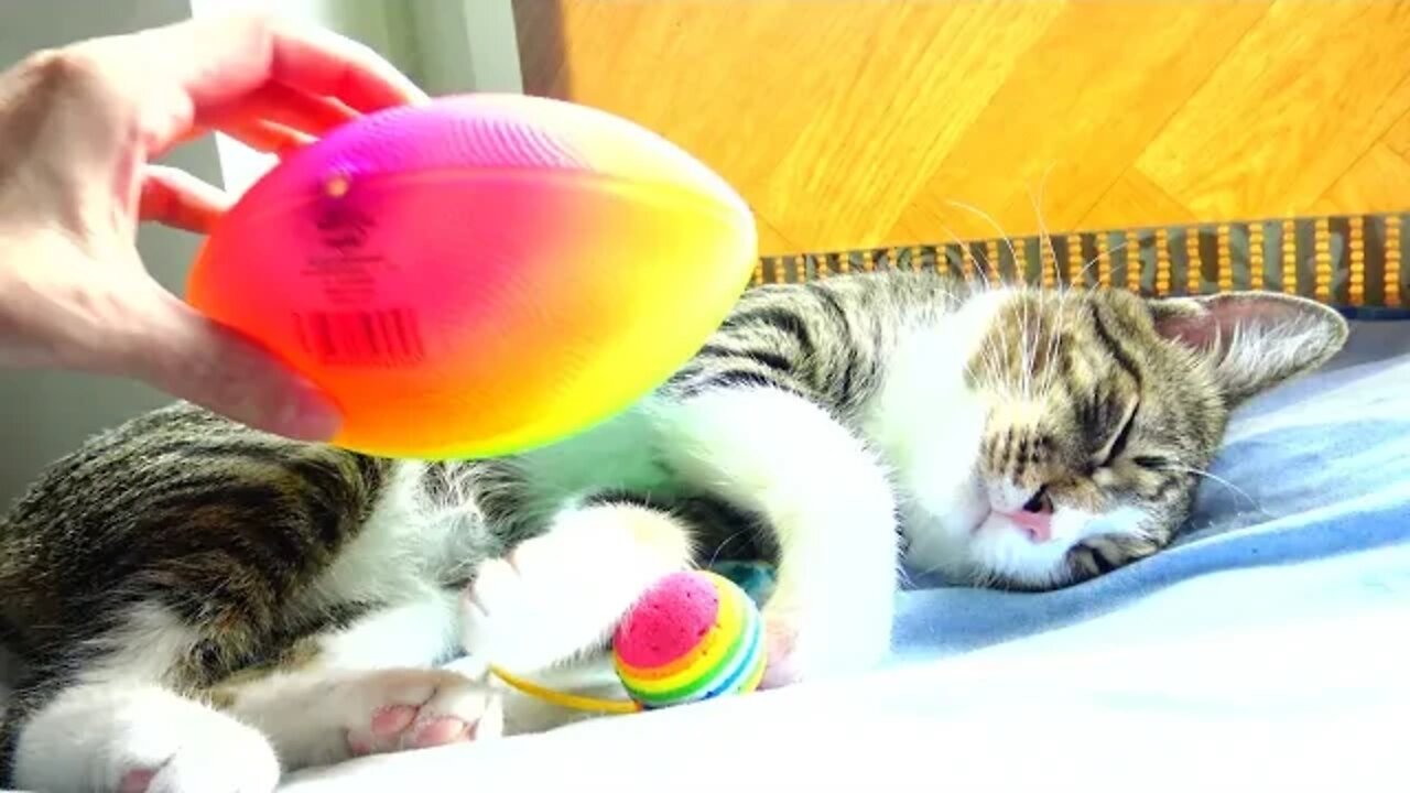 Purring Kitten Has a New Toy