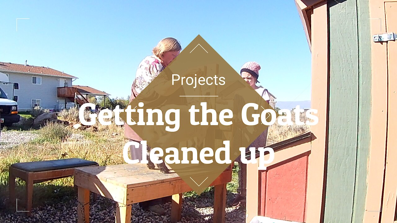 Projects, Projects, Projects ~ Getting the Goats cleaned up.