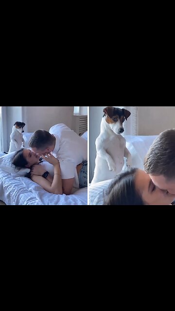 Sad Dog Feels A Bit Left Out