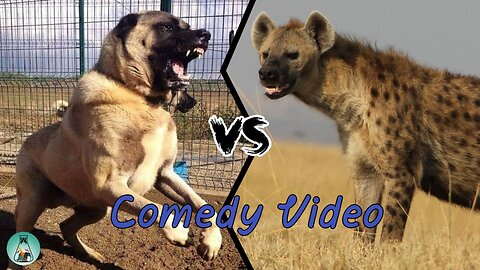 Troll Prank Dog Funny & fake Lion and Fake Tiger Prank To dog & Huge Box Prank to dog