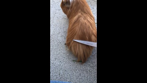 how to cut guinea pig hair