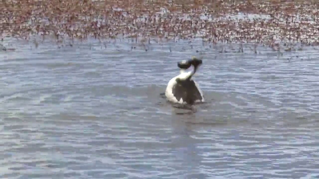 The amazing mating dance of the hooded grebe
