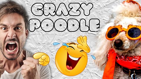 COMPILATION CRAZY POODLE 1