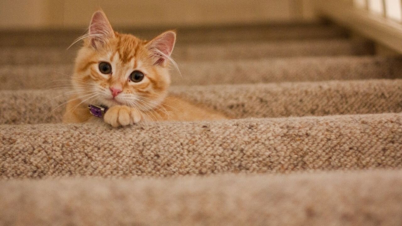 💗Cute And Funny Pets | Try Not To Laugh To These Pets Compilation
