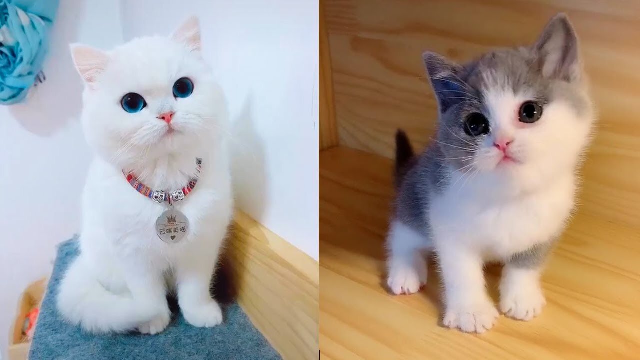 Baby Cats: A Collection of Cute and Funny Cat Videos