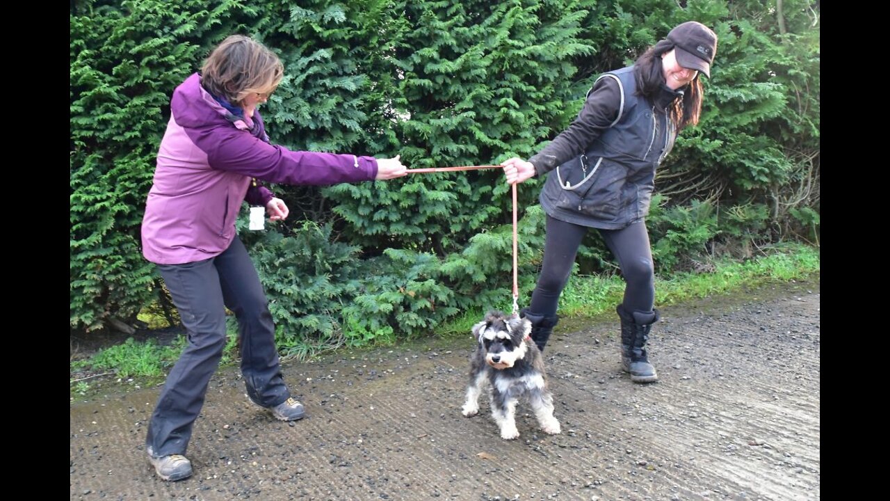 Truth, Hypocrisy, Weezles & DOG SNATCHERS???🤔