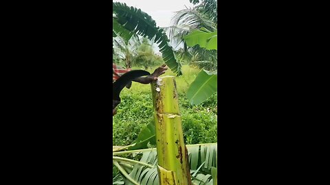 🍌 stem water for kidney stones