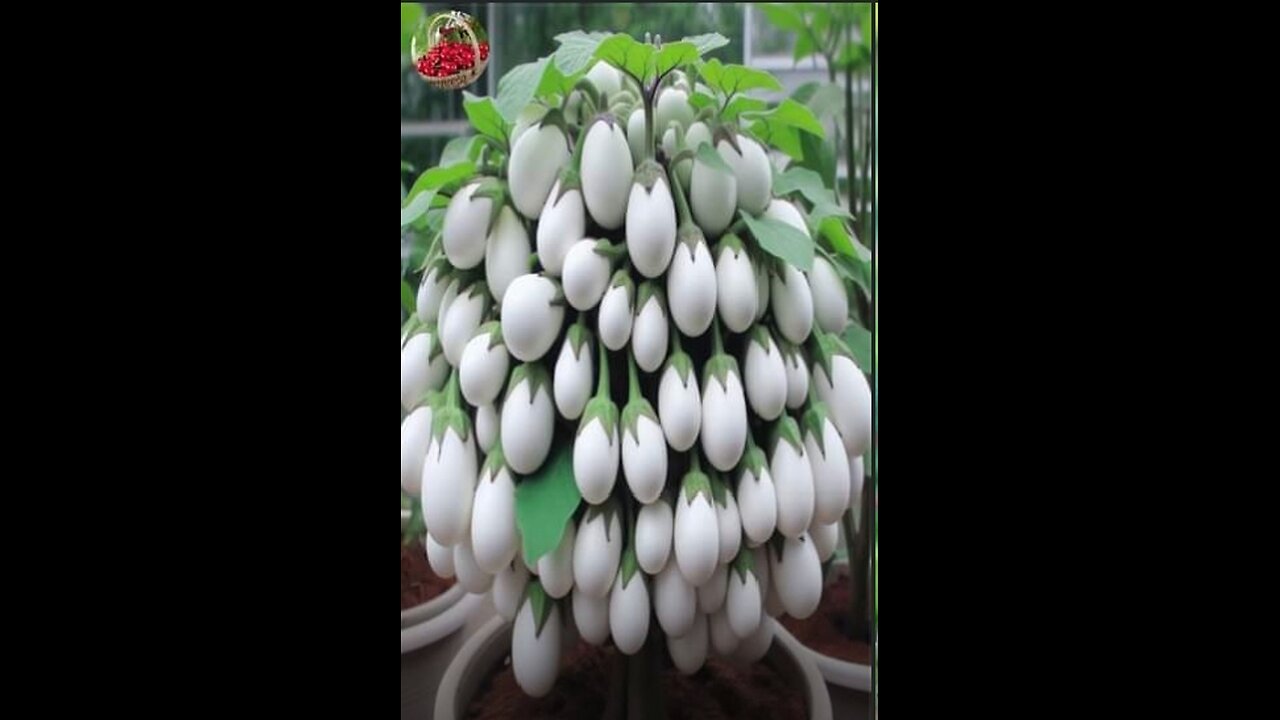 Breeding eggplant with grapes fruit yields 100% fast fruit _ Grafting Eggplant With Grapes