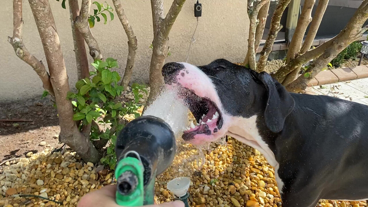 Funny Great Dane Helps Water River Egg Landscaping Rocks