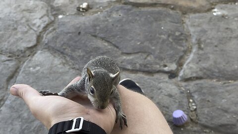 Baby Squirrels Play Time