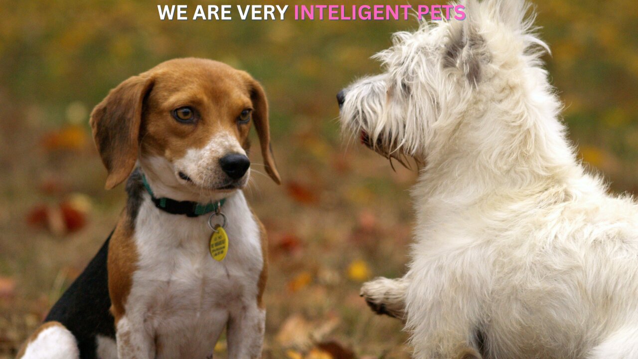 Inteligent pets,funny animal