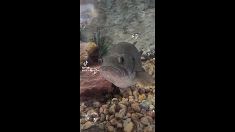 Cool Fish