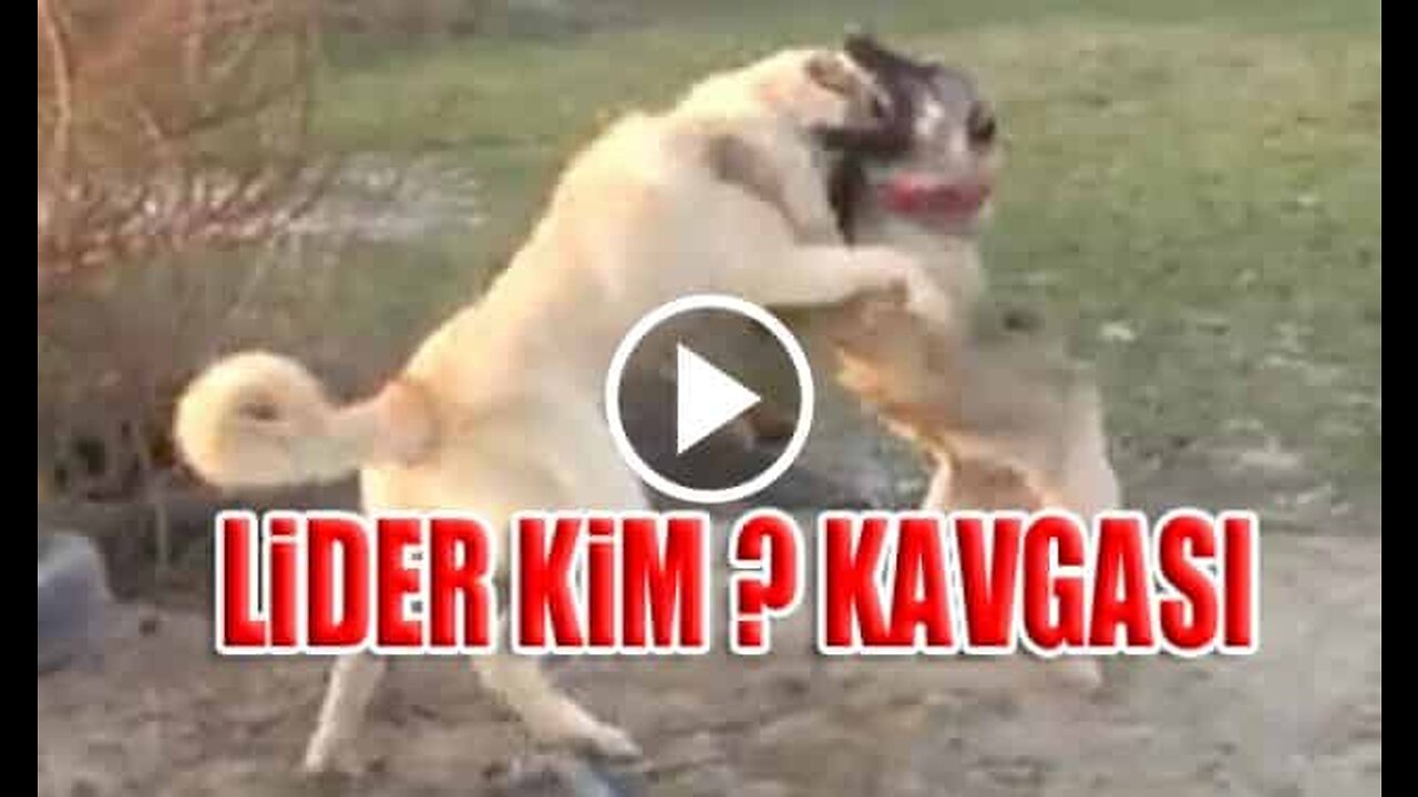 Young Kangal Shepherd Dogs Vs