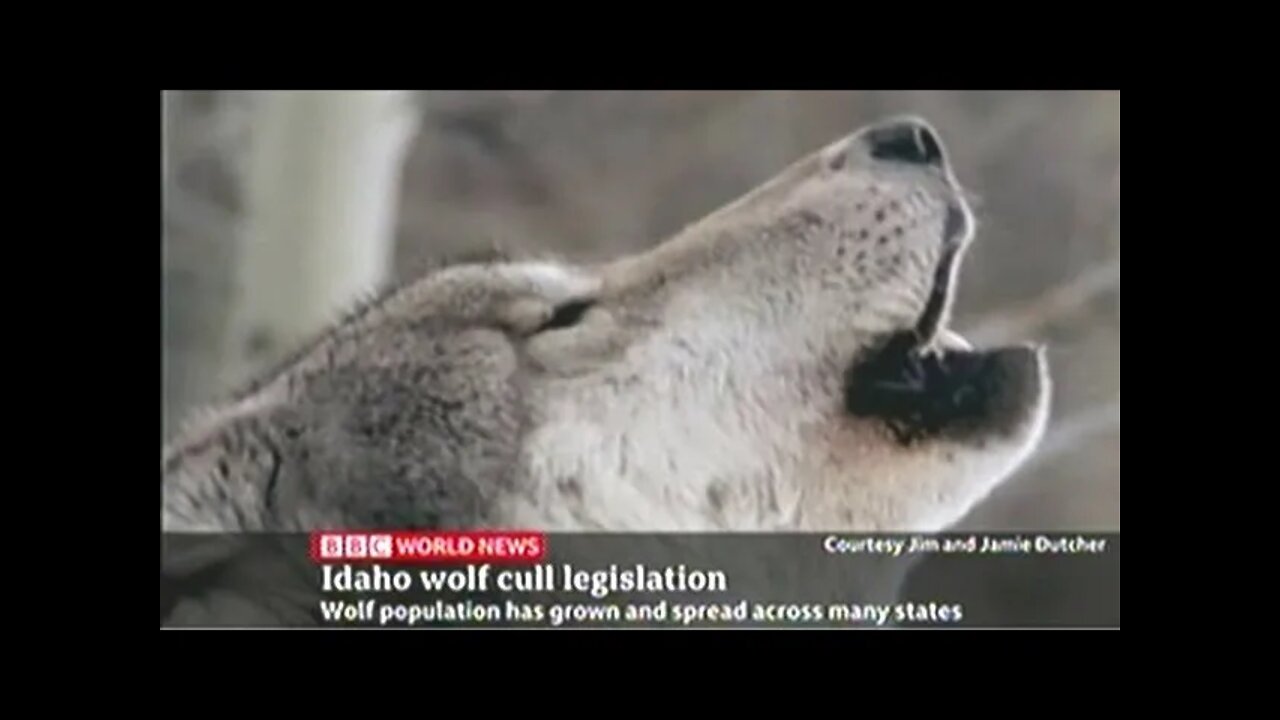 BOYCOTT IDAHO!!! Idaho Hunters Being Paid By Government To Kill Wolf Puppies!!!