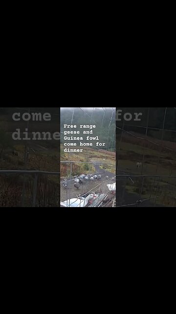 Farm surveillance. Free range geese and guinea fowl