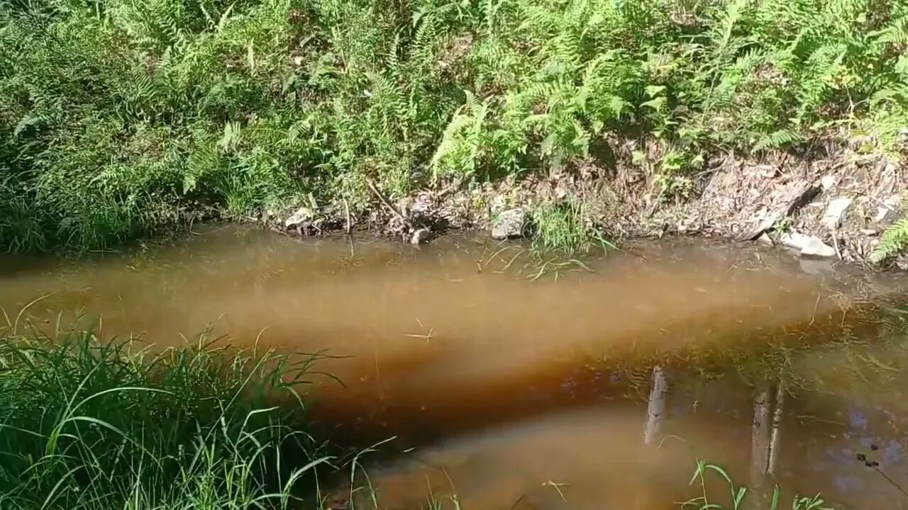 Where did all the Tadpoles go?