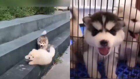 Cute Puppies Doing Funny Things 2021😍 | Fun with pets