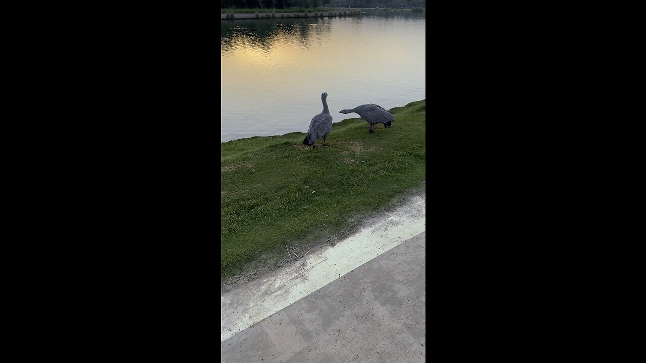 #animals#animals on lake