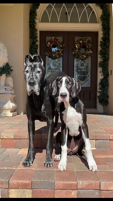 Great Danes and Puppy With Heart Shaped Ears And Nose Pose for Perfect Photo