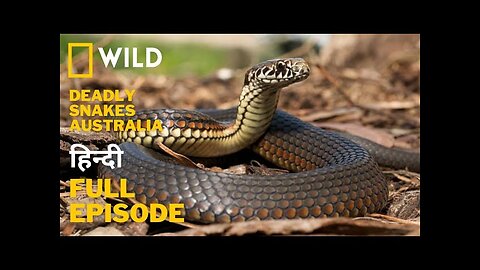 Deadly Snakes - Australia, हिन्दी डॉक्यूमेंट्री - Wildlife documentary in Hindi