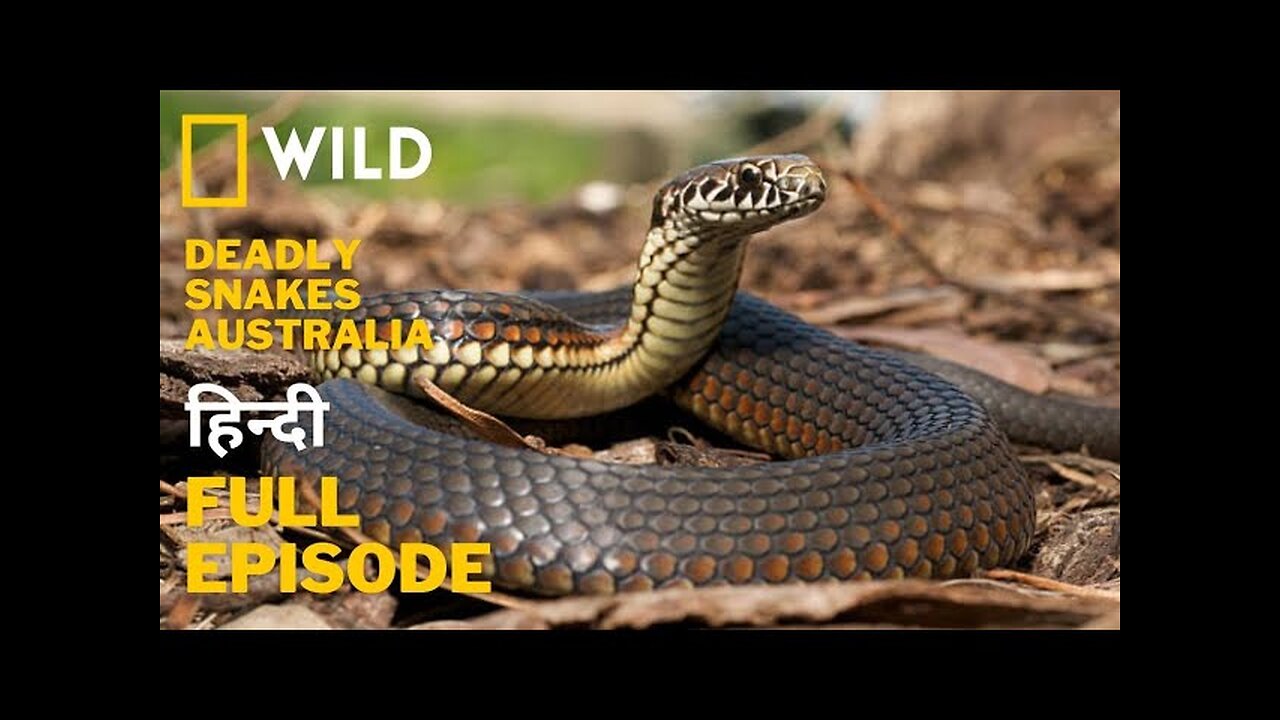 Deadly Snakes - Australia, हिन्दी डॉक्यूमेंट्री - Wildlife documentary in Hindi