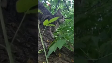 😻 Новітня зброя на службі у ЗСУ — розвід-кіт. Здатний виявити ворога в умовах недостатньої видимості