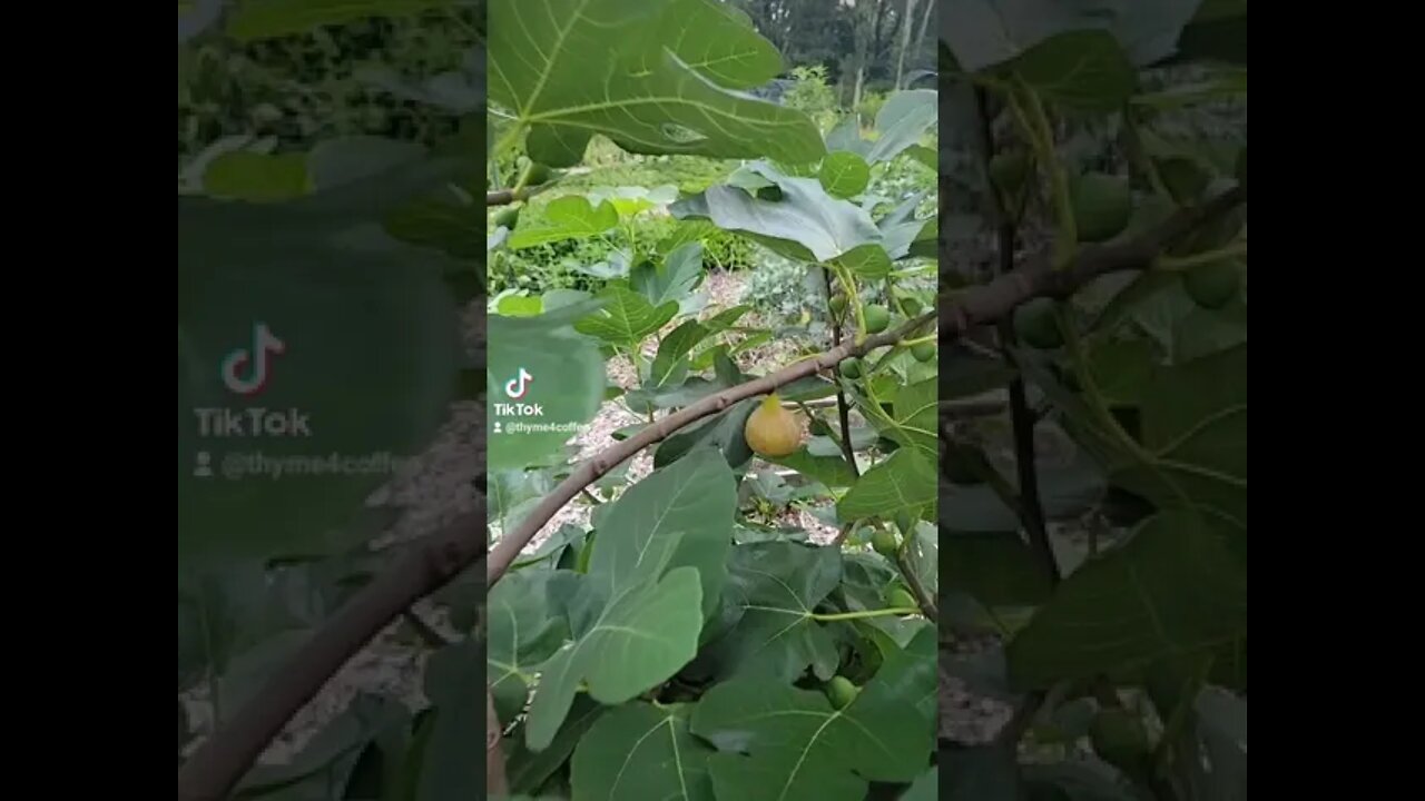 First fig of the year!