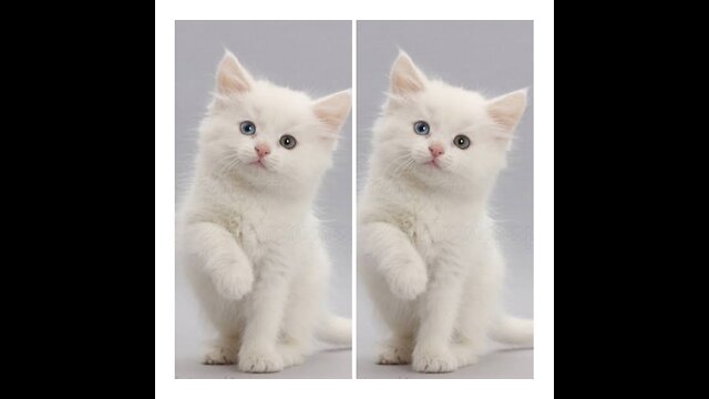 Cute white kitten 😍