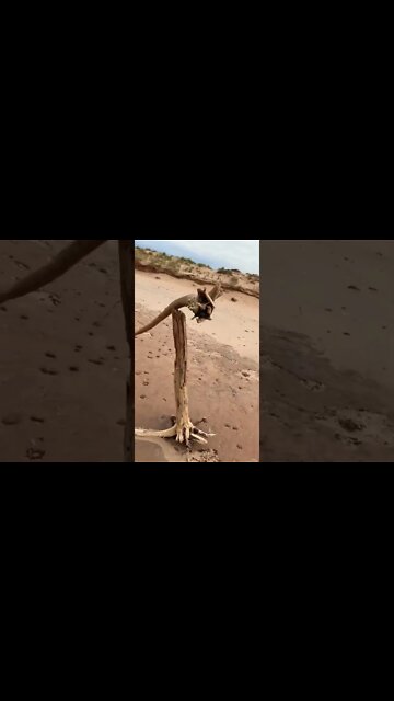Driftwood at the beach