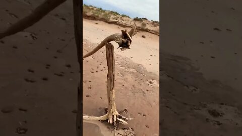 Driftwood at the beach