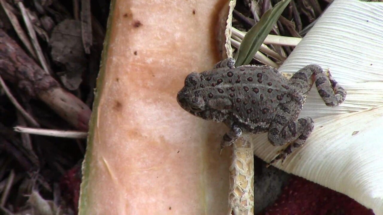 Toads Eating Flies at an All You Can Eat Fly Buffet