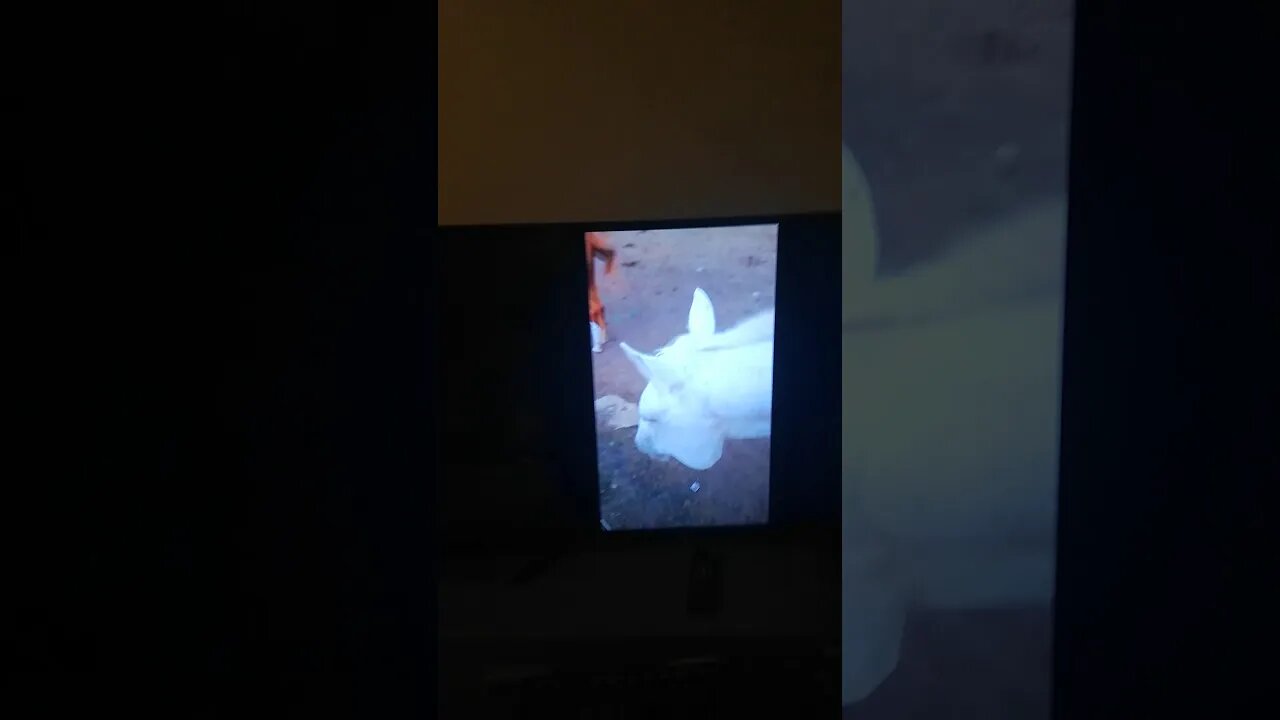 My Cat Reacts to my YouTube Channel 😂