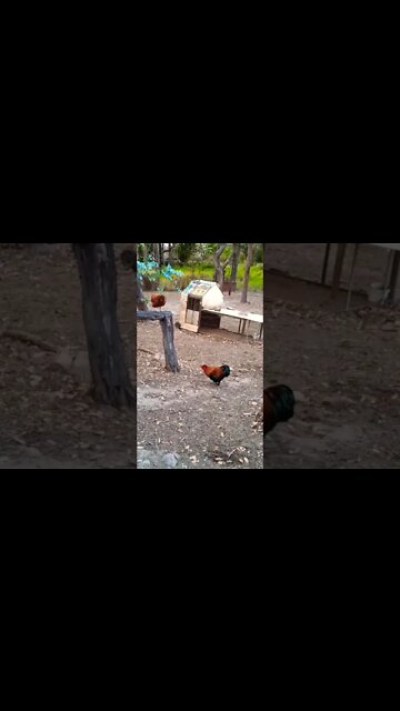 Good morning Rhiannon Rusty P2