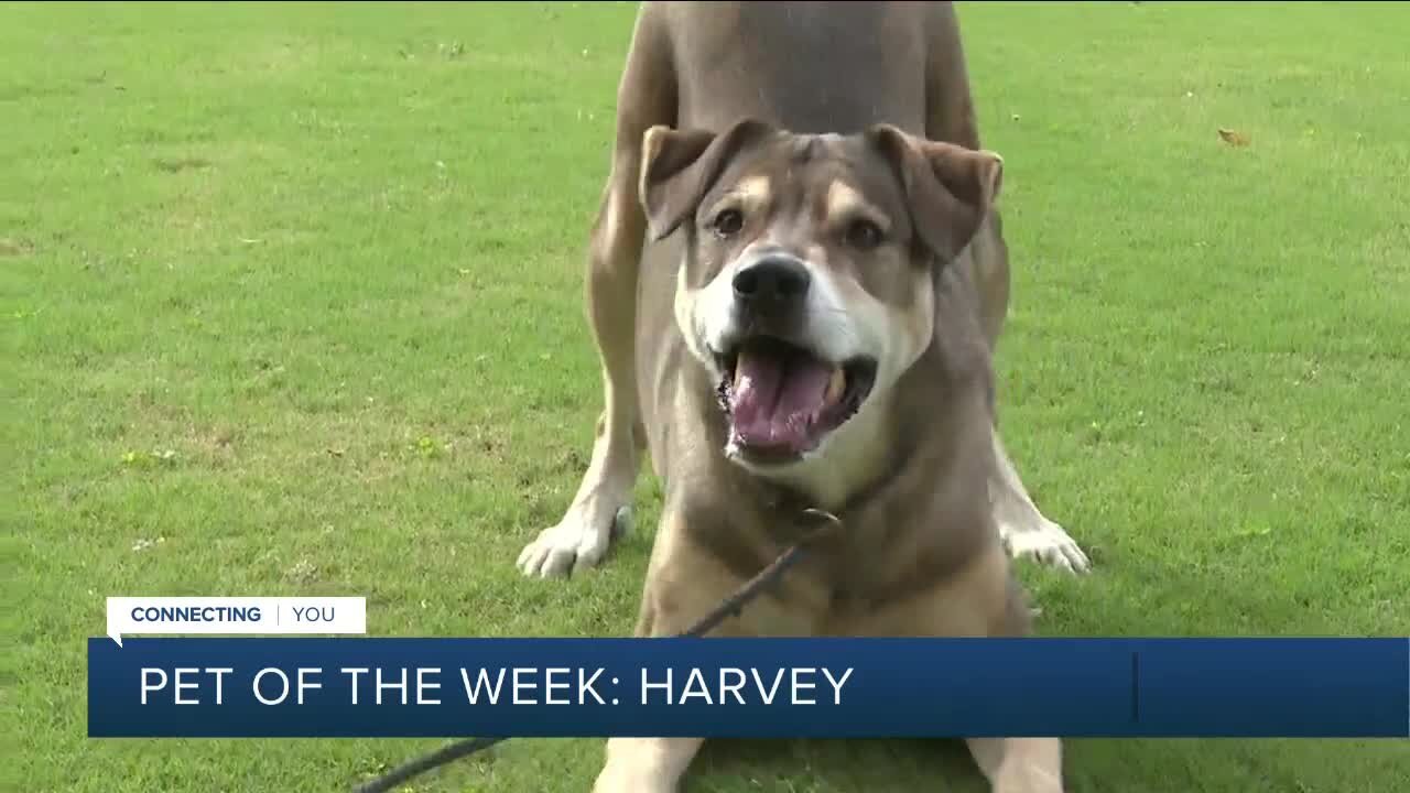 Pet of the week: Harvey