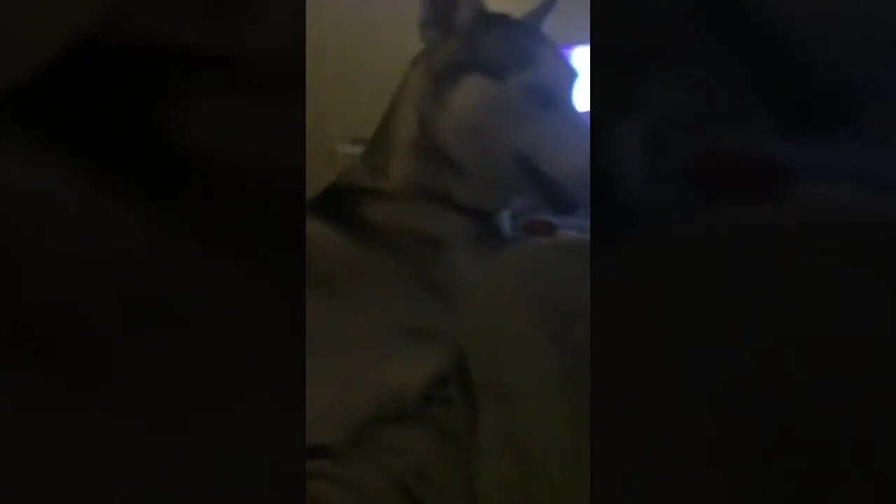 I decided to “wag my tail”, Chana was not too annoyed... (21-May-2022)