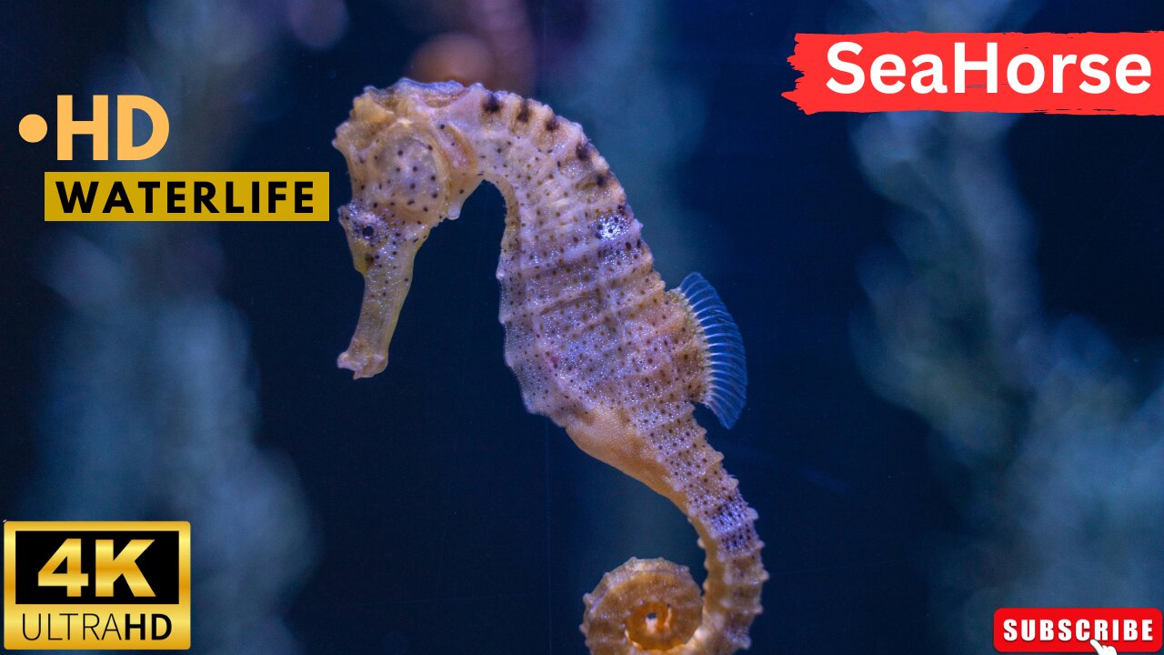 SEAHORSE VIDEOS WITH MUSIC WILDLIFE ll Epic Fail ll