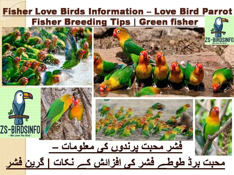 Fisher Bird Pair-Fischer Love Bird Plan-Love Bird setup-breeding Guideفشر برڈ -بریڈنگ گائیڈ