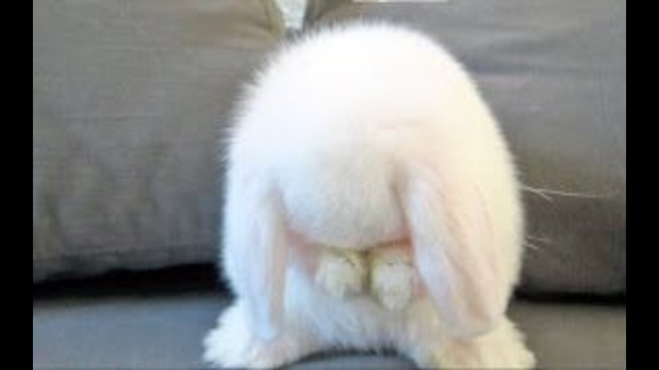 Little white rabbits are the cutest when they wash their face and comb their hair