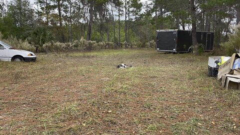 Athena The Catahoula Leopard/ Australian Cattle Dog