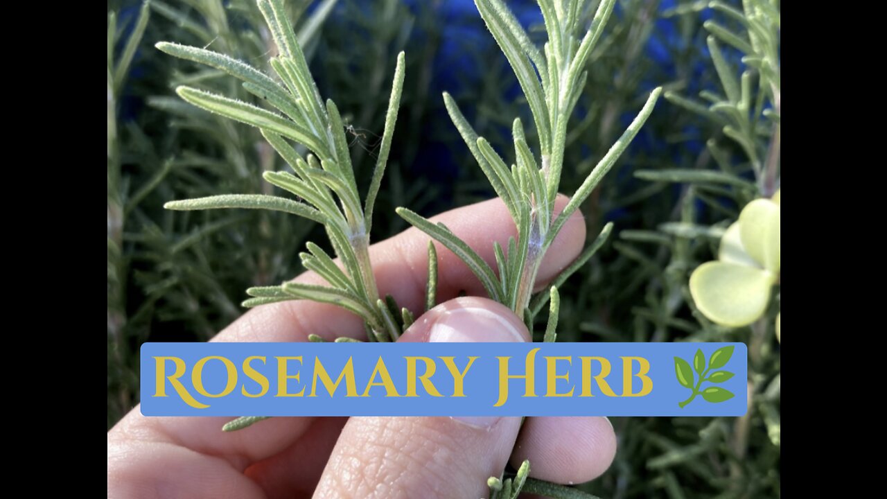 Rosemary!