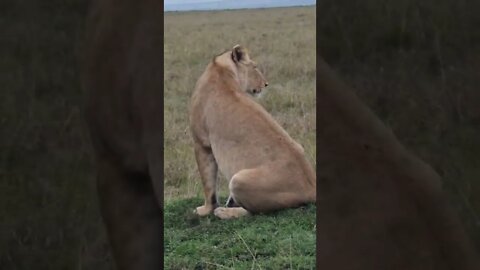 Maasai Mara Sightings Today 21/01/22 (Lions, Cheetah, Hyena, etc) | Zebra Plains | #shorts