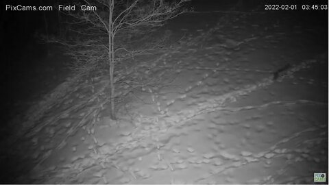 Fox on Field Cam