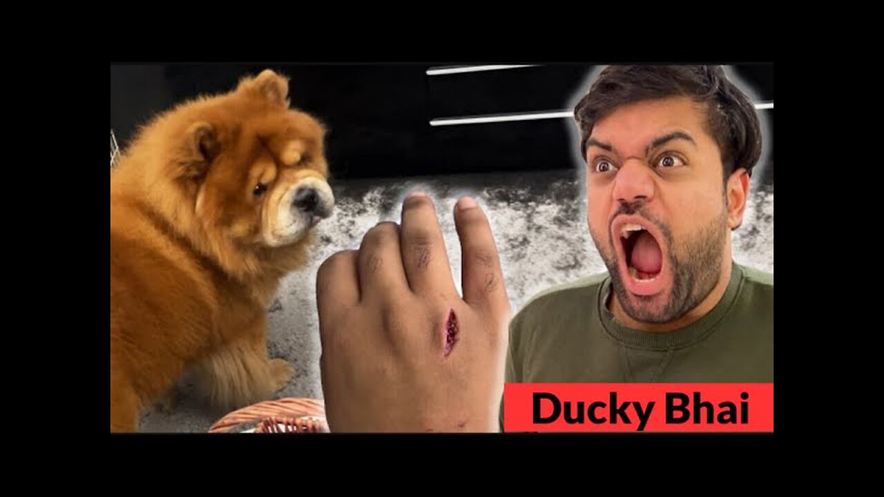 Ducky bhai dog bite ducky bhai attacked by dog