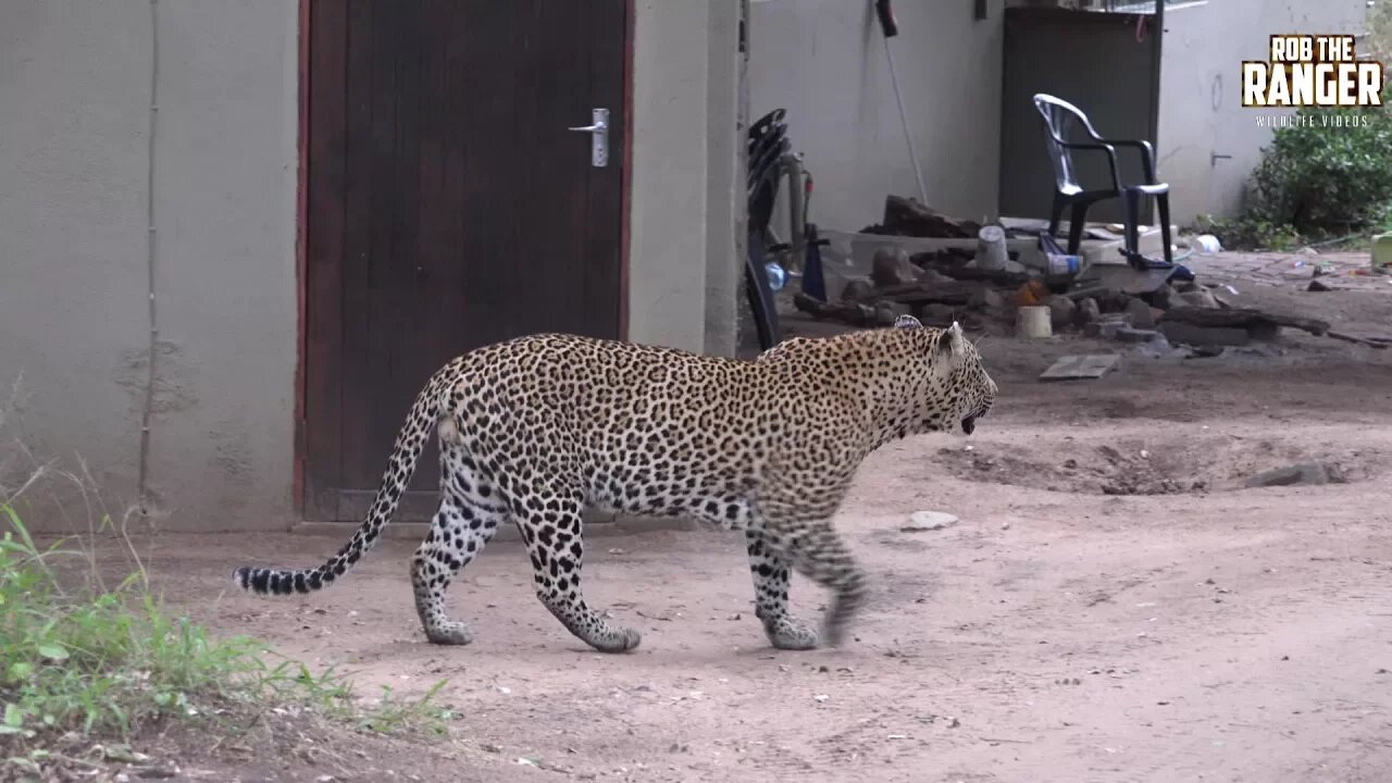 Incredible Africa | There's A Leopard At The Door!