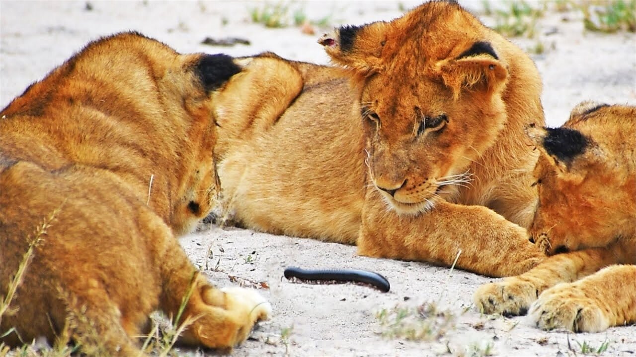 Millipede Tries to Climb on Lion's Tail