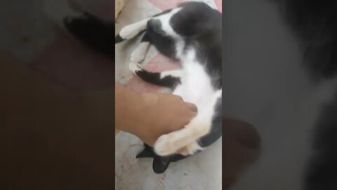 my cat sleeping #shorts #funny #youtubeshorts #amazing #youtuber #cute #cat