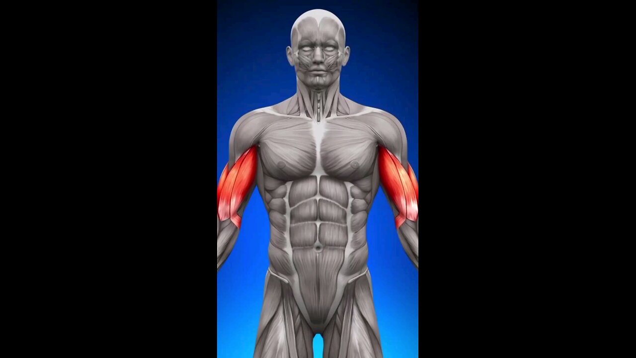 biceps workout