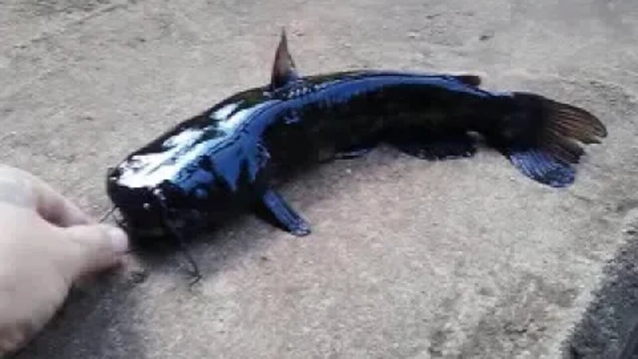 Nasty looking Catfish!